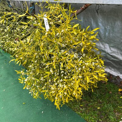 Dekoration Dekoration